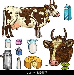 Ensemble d'alimentation lait, produits laitiers, le yogourt et le fromage, la crème glacée, bouteille, jug, beurre et lait fouetté. vache, pouvez, pays ou ferme rustique, alimentation saine. gravés à la main dans de vieux croquis. Illustration de Vecteur