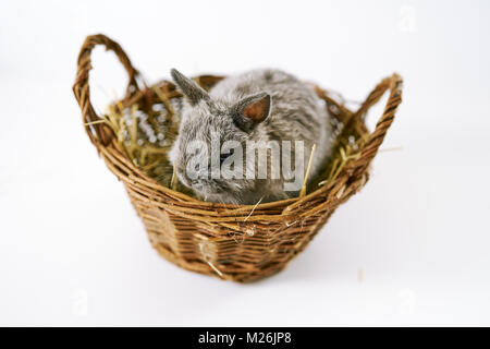 Cute baby bunny assis dans le panier Banque D'Images