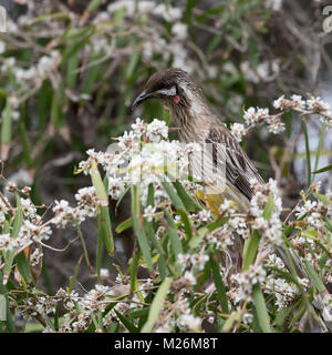 Un Wattlebird Anthochaera carunculata (rouge) se nourrissant dans un arbre près du phare du cap Naturaliste, à l'ouest de l'Australie Banque D'Images