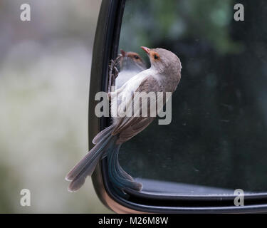 Une femelle Mérion splendide (Malurus splendens) à à son propre reflet dans un rétroviseur de voiture - Dunsborough, Australie occidentale Banque D'Images