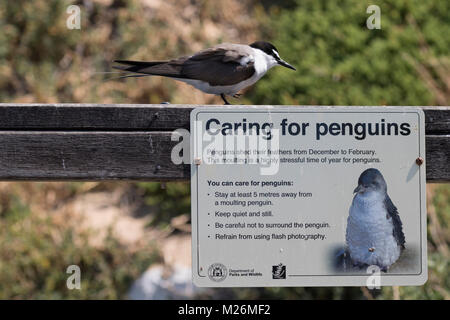 Une sterne bridée (Onychoprion anaethetus) sur l'Île Penguin, off-shore de Rockingham, l'ouest de l'Australie Banque D'Images