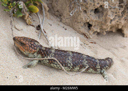 Un Bobtail ou Shingleback Lizard - parfois aussi appelé Blue-tongue Lizard - (Tiliqua rugosa) à Surfers Point, région de Margaret River, Australie W. Banque D'Images