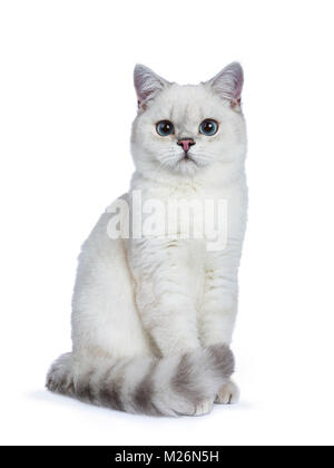 Silver Tabby seal point British Shorthair assis en face de la caméra vous regarde isolé sur fond blanc. Banque D'Images