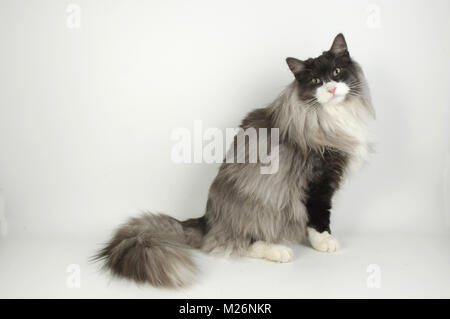 La fumée noir et blanc chat norvégien, assis Banque D'Images
