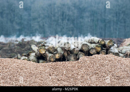 Récupération des déchets de bois Déchets de bois sont récupérables pour le chauffage bois, le paillage ou dans le compost après un tri et broyage des copeaux de bois et de tronc d'arbre  <b Banque D'Images