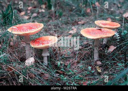 Dans les bois dans une clairière, cultiver les champignons toadstools. Banque D'Images