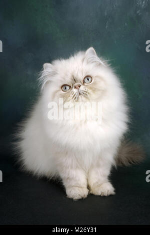 Les jeunes bleu tabby colourpoint cat, (Aka : ou persan Himalayan) Banque D'Images