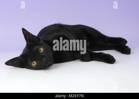 Bombay cat allongé sur fond violet Banque D'Images