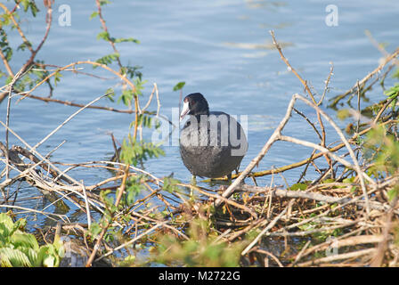 Foulque d'Amérique (Fulica americana) sur le bord de iLake, Ajijic Chapala, Jalisco, Mexique Banque D'Images