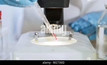 Faites glisser la préparation de biochimiste à l'échantillon de sang, l'examine sous microscope Banque D'Images