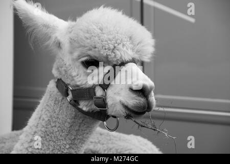 Un alpaga, photographié en noir et blanc, de mâcher une brindille dans un pays dans le Hampshire Banque D'Images