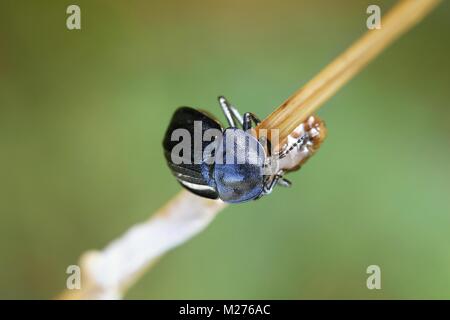 Carrion beetle européenne, Phosphuga atrata Banque D'Images