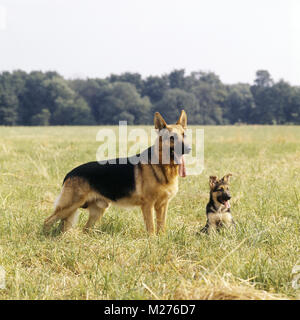 Chien et chiot berger allemand debout dans un champ Banque D'Images