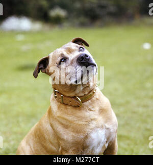 Toby, Staffordshire Bull Terrier à la recherche, dans l'espoir d'un traitement Banque D'Images