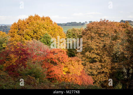 Couleurs d'automne à Winkworth arboretum à Surrey, Royaume-Uni. Banque D'Images