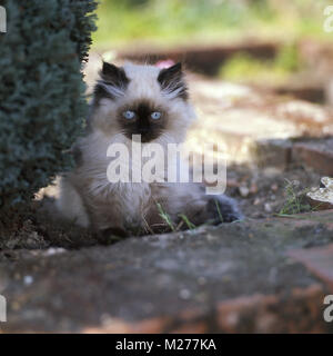 Mignon chaton, colourpoint seal point, (Aka : Persian ou Himalayan) Banque D'Images