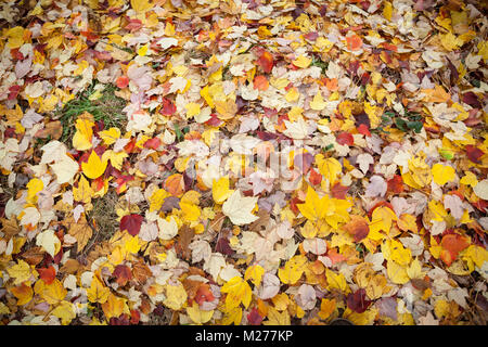 Sol recouvert de feuilles d'automne jaune d'or. Banque D'Images