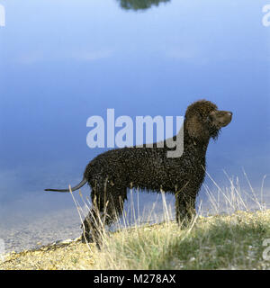 Sh ch kellybrook joxer Daly, irish water spaniel debout près de bord de l'eau Banque D'Images