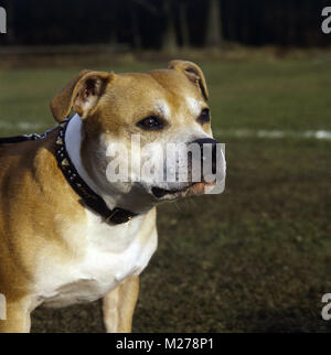 Staffordshire terrier concentrant Banque D'Images