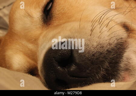 Close up shot of sleeping dog Banque D'Images
