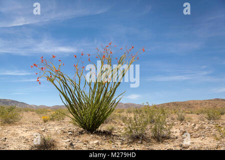 La floraison à Joshua Tree National Park, Californie Banque D'Images