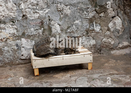 Mère borgne cat et tekitten sur la ville de Kotor streer, Monténégro Banque D'Images