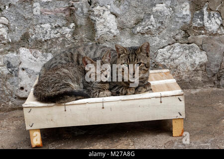 Mère borgne cat et tekitten sur la ville de Kotor streer, Monténégro Banque D'Images