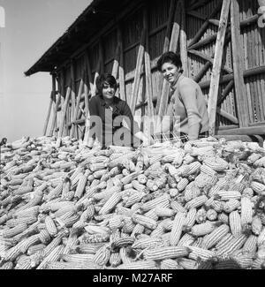 Les femmes posant sur la pile de maïs récolté à la coopérative agricole dans les années 1970 en Roumanie communiste. Banque D'Images