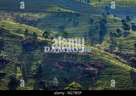 Plateau Damro usine près de Nuwara Eliya, Sri Lanka, Asie Banque D'Images