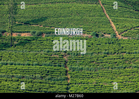 Plateau d'édimbourg usine près de Nuwara Eliya, Sri Lanka, Asie Banque D'Images