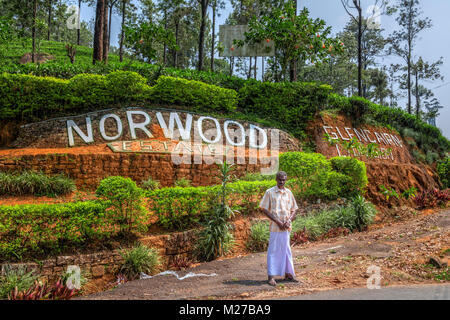 La plantation de thé de Norwood près de Hatton, au Sri Lanka, en Asie Banque D'Images