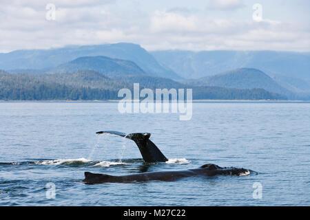 Les baleines à bosse à la surface de l'alimentation du canal de Seymour fjord avec les montagnes côtières de la forêt nationale de Tongass en Alaska. Banque D'Images