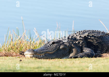 Très grand Alligator mississippiensis au soleil sur le côté d'un étang sur un terrain de golf en Floride Banque D'Images