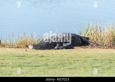 Très grand Alligator mississippiensis au soleil sur le côté d'un étang sur un terrain de golf en Floride Banque D'Images