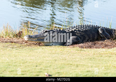 Très grand Alligator mississippiensis au soleil sur le côté d'un étang sur un terrain de golf en Floride Banque D'Images