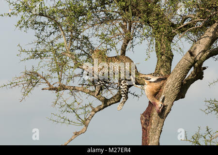 Un léopard dans un arbre avec son kill dans le Massai Mara Banque D'Images