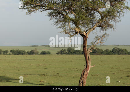 Un léopard dans un arbre avec son kill dans le Massai Mara Banque D'Images