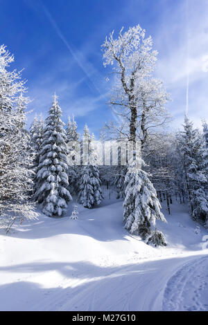 Couvert par la neige des arbres dans la forêt de montagne. Ciel bleu en arrière-plan, journée d'hiver ensoleillée. Banque D'Images