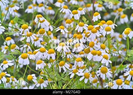 Beaucoup de fleurs de la grande camomille herbes médicinales dans un lit Banque D'Images