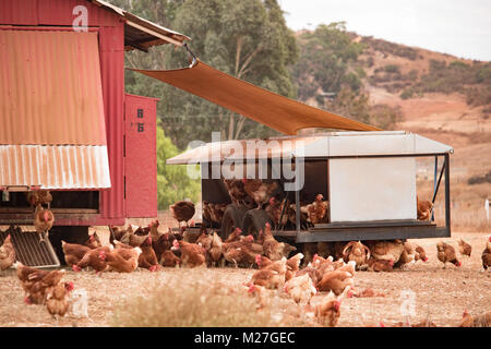 Poules pondeuses biologiques, heureux de pose sur les oeufs brun ferme durable à l'aide de tracteurs de poulet Banque D'Images