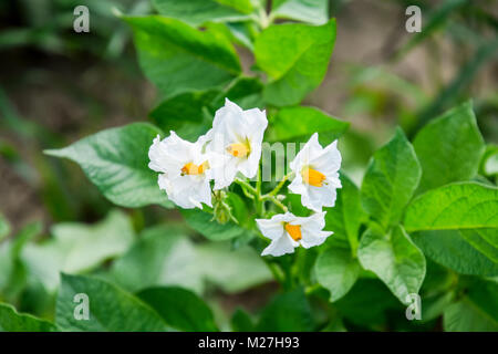 Fleurs de pommes de terre sur un buisson. La floraison des pommes de terre. Fleurs blanches Banque D'Images