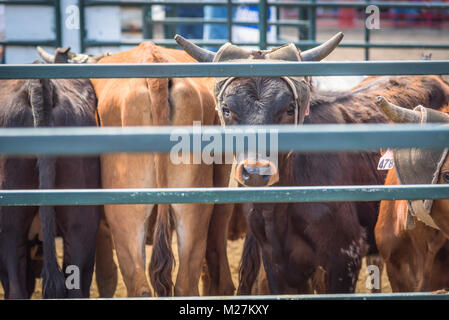 Les veaux sont détenus dans un enclos près de l'arène, pour le concours de veaux au lasso au 90e Williams Lake Stampede, sur des plus grandes en Amérique du Nord. Banque D'Images