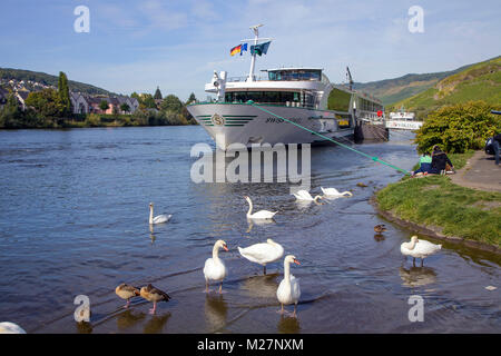 River cruise ship 'Jewel' et de cygnes au village viticole Bernkastel-Kues, Moselle, Rhénanie-Palatinat, Allemagne, Europe Banque D'Images