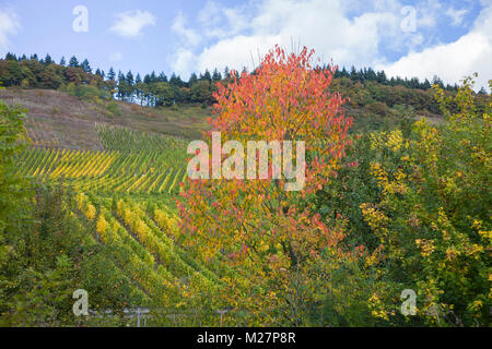 Impressions d'automne, un arbre de couleur et de viticulture à Moselle, Schweich, Moselle, Rhénanie-Palatinat, Allemagne, Europe Banque D'Images