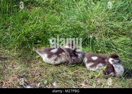 Egyptian goose (Alopochen aegyptiacus), les poussins à Riverside, Piesport, Moselle, Rhénanie-Palatinat, Allemagne, Europe Banque D'Images