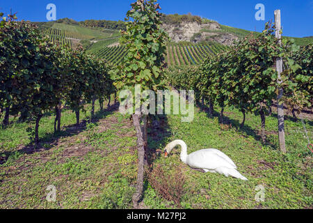 Un cygne (Cygnus olor) RSS sur le raisin à l'encépagement, Autun paysages à village viticole de Piesport, Moselle, Rhénanie-Palatinat, Allemagne, Europe Banque D'Images