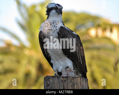 Osprey avec un poisson, se percher sur un poteau en bois Banque D'Images