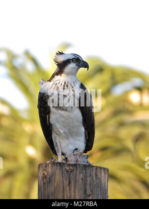 Osprey avec un poisson, se percher sur un poteau en bois Banque D'Images