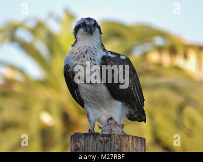 Osprey avec un poisson, se percher sur un poteau en bois Banque D'Images