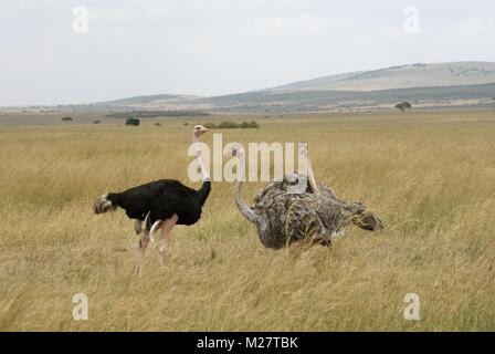 Safari oiseaux kenya afrique du sud Banque D'Images